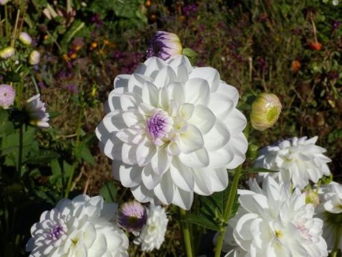 Dahlia